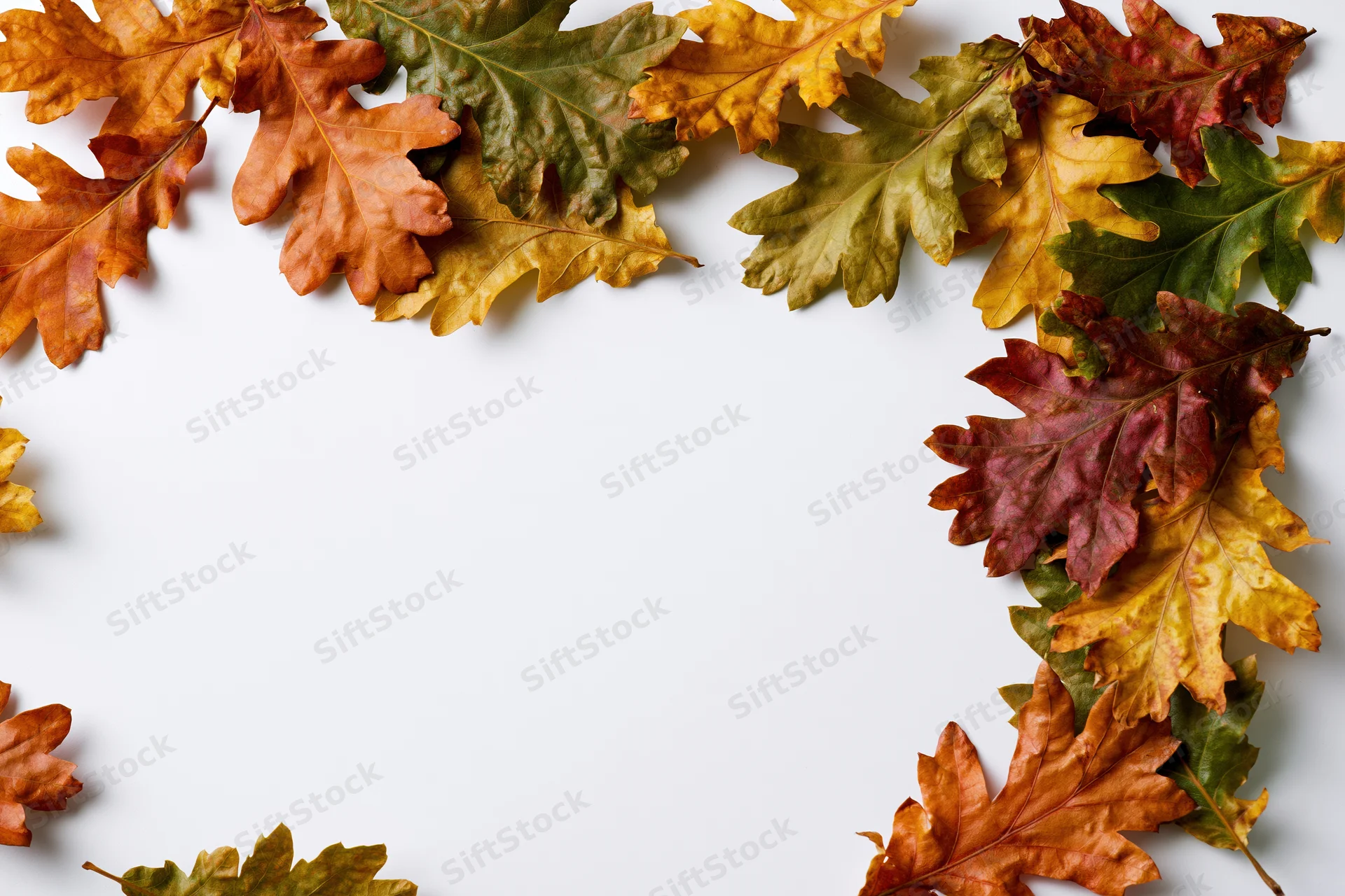 Scattered autumn oak leaves arranged along the top and right edge on white background with copyspace