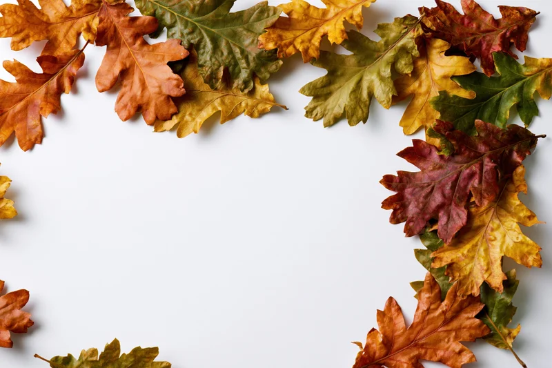 Scattered autumn oak leaves arranged along the top and right edge on white background with copyspace