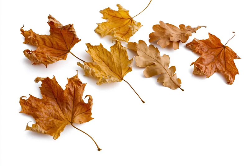 Dried maple and oak leaves scattered on a white background