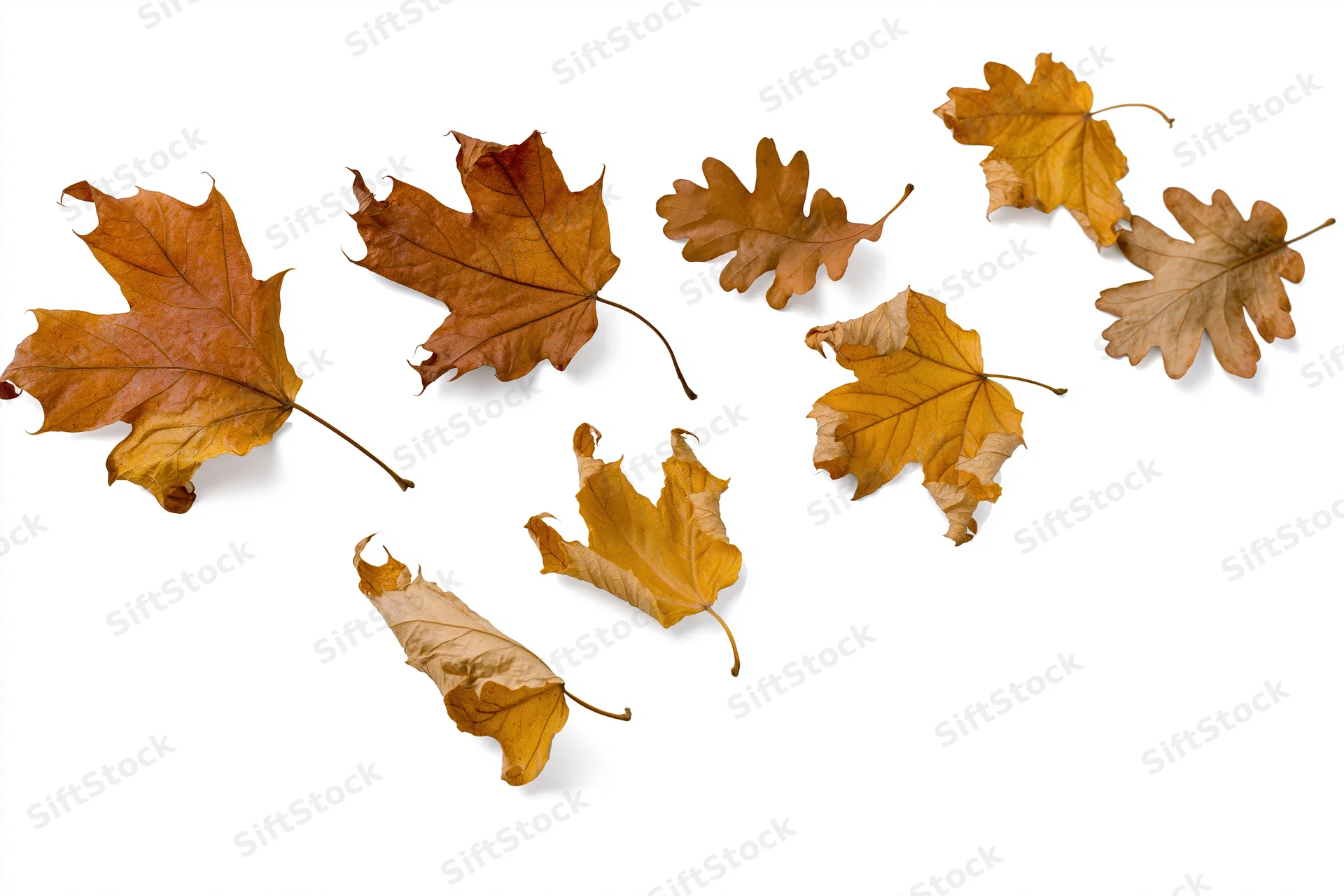 Dried maple and oak leaves scattered loosely on white background