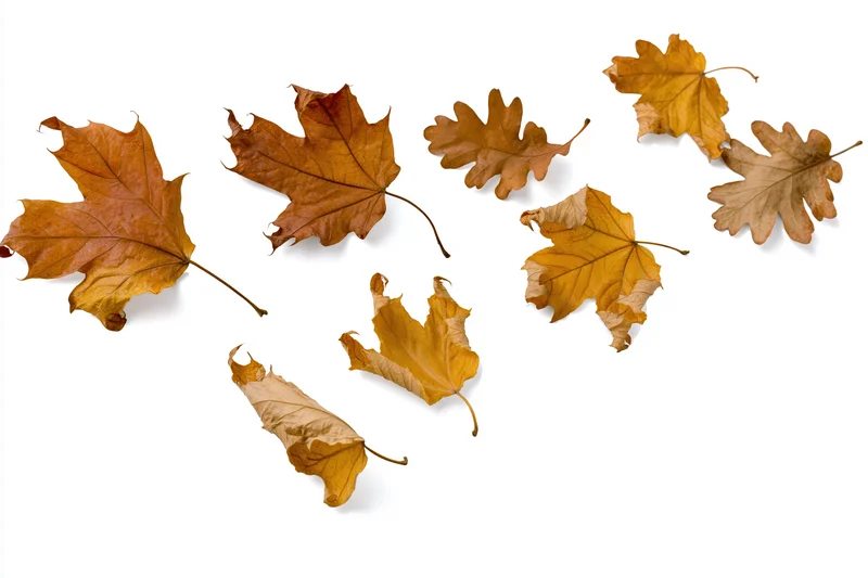 Dried maple and oak leaves scattered loosely on white background