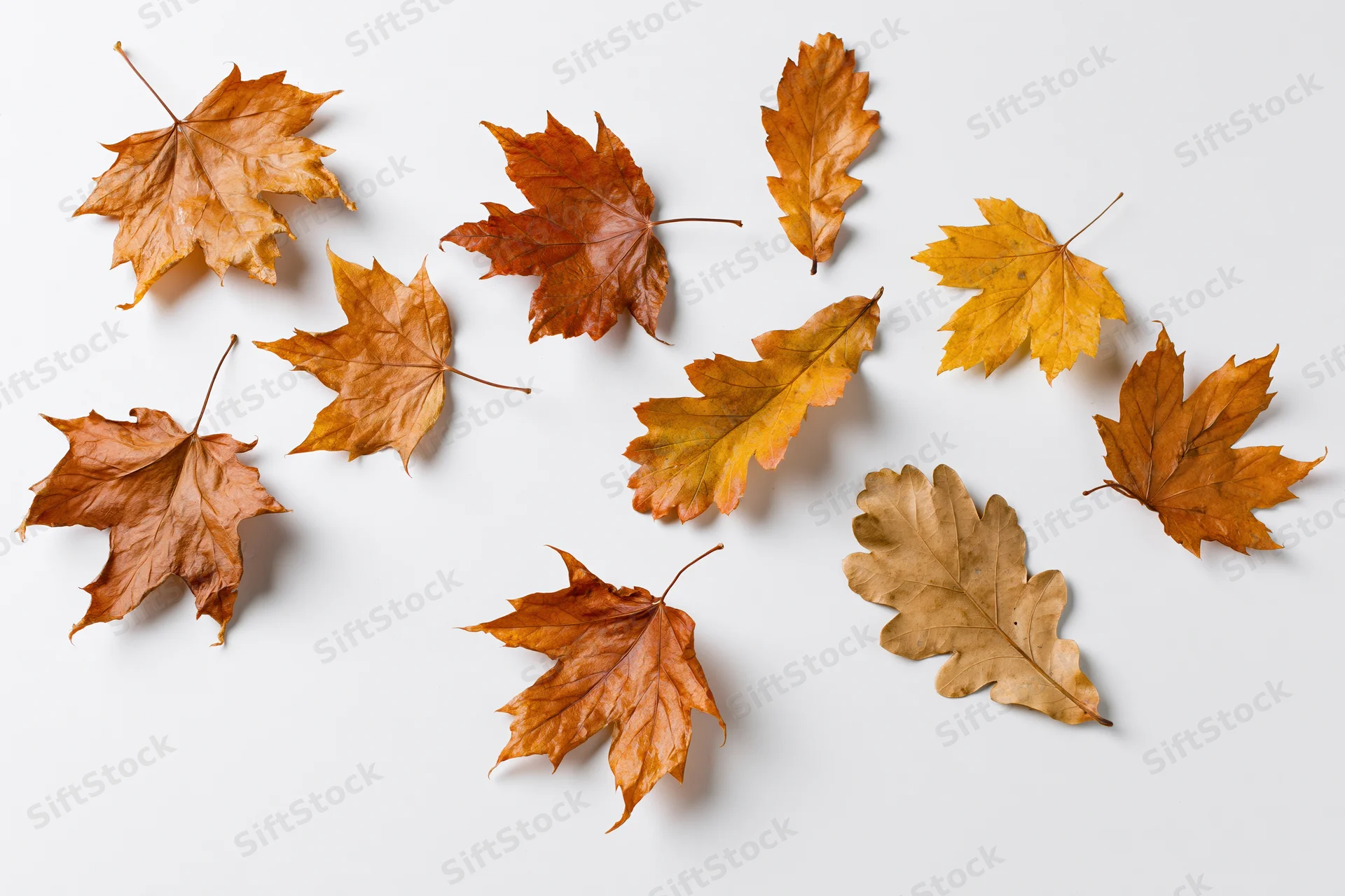 Dried maple and oak leaves scattered loosely on a white surface