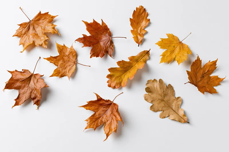 Dried maple and oak leaves scattered loosely on a white surface