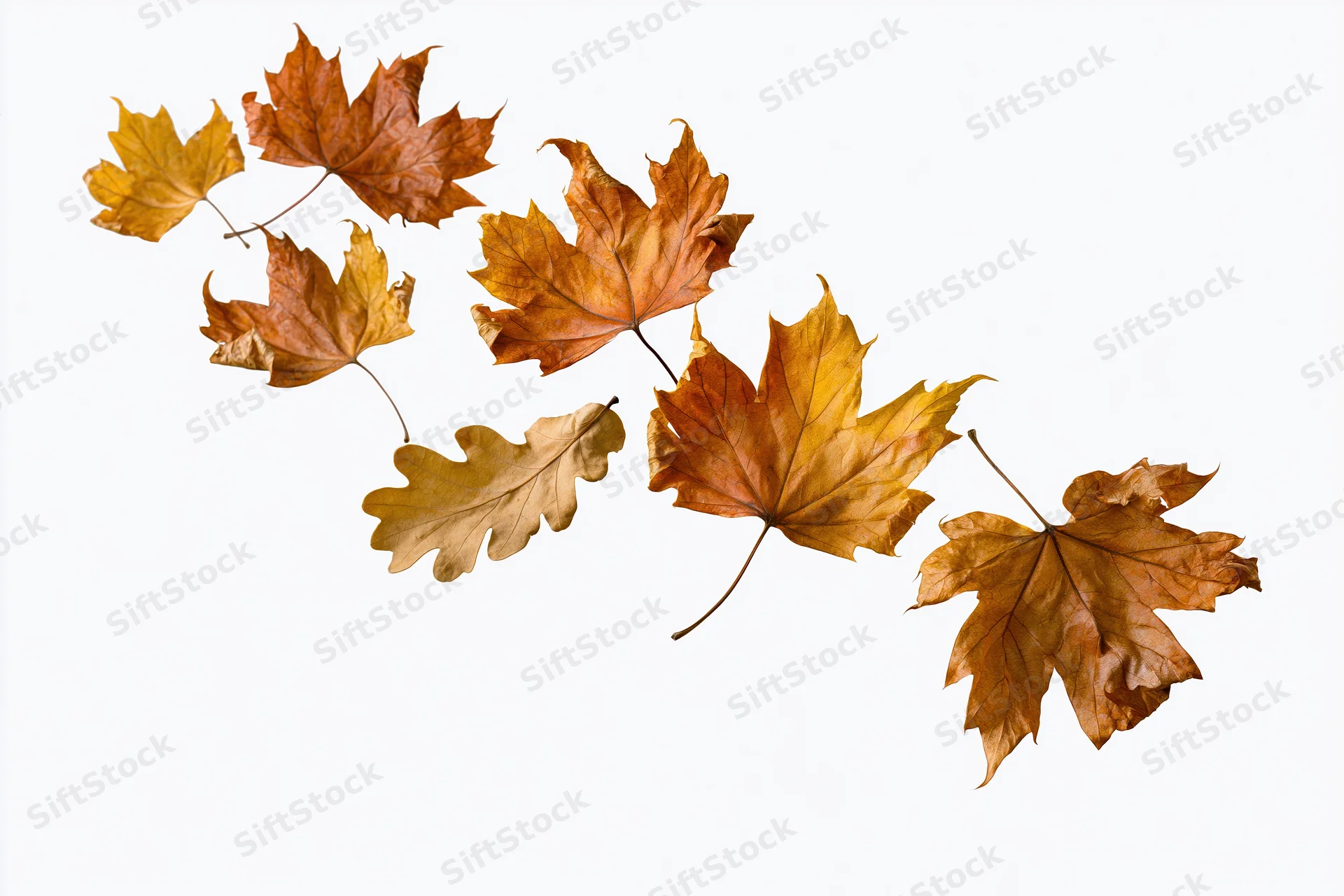 Dried maple and oak leaves scattered loosely on white background