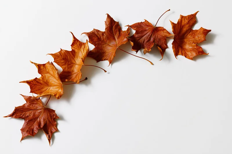 Dried maple leaves arranged diagonally on white background