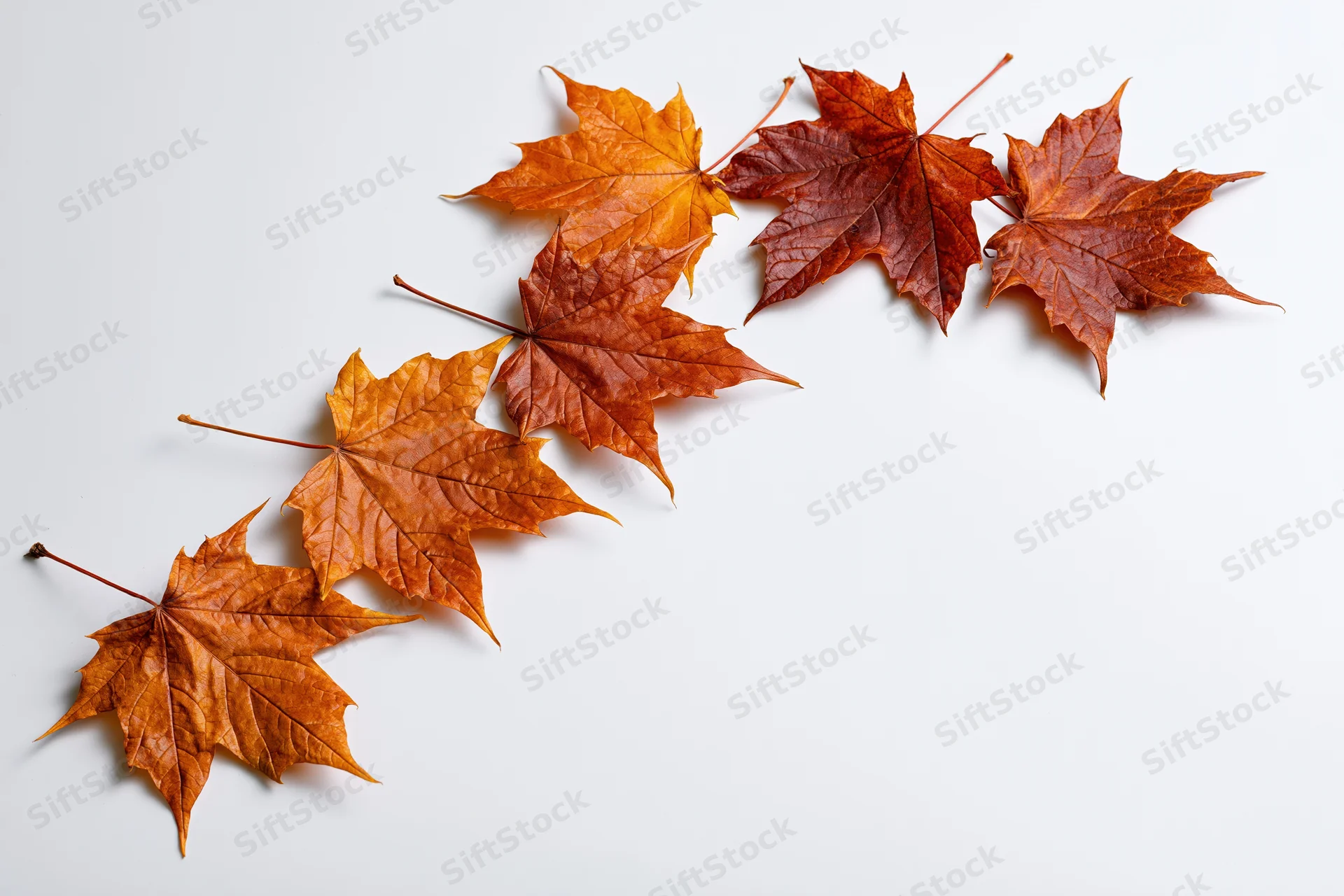 Dried maple leaves arranged diagonally on white background