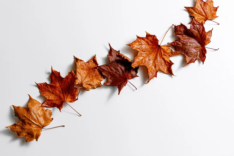 Dried maple leaves arranged diagonally on white background