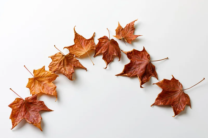 Dried maple leaves arranged diagonally on white background