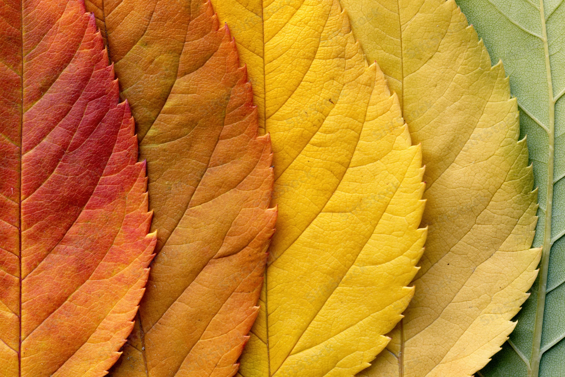 Autumn leaves arranged in overlapping fan pattern on flat surface