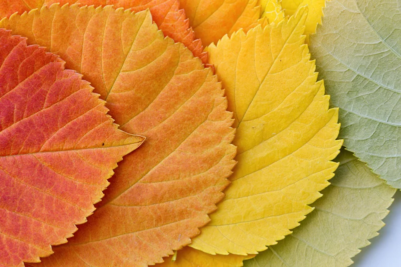 Autumn leaves arranged in overlapping fan pattern on white surface