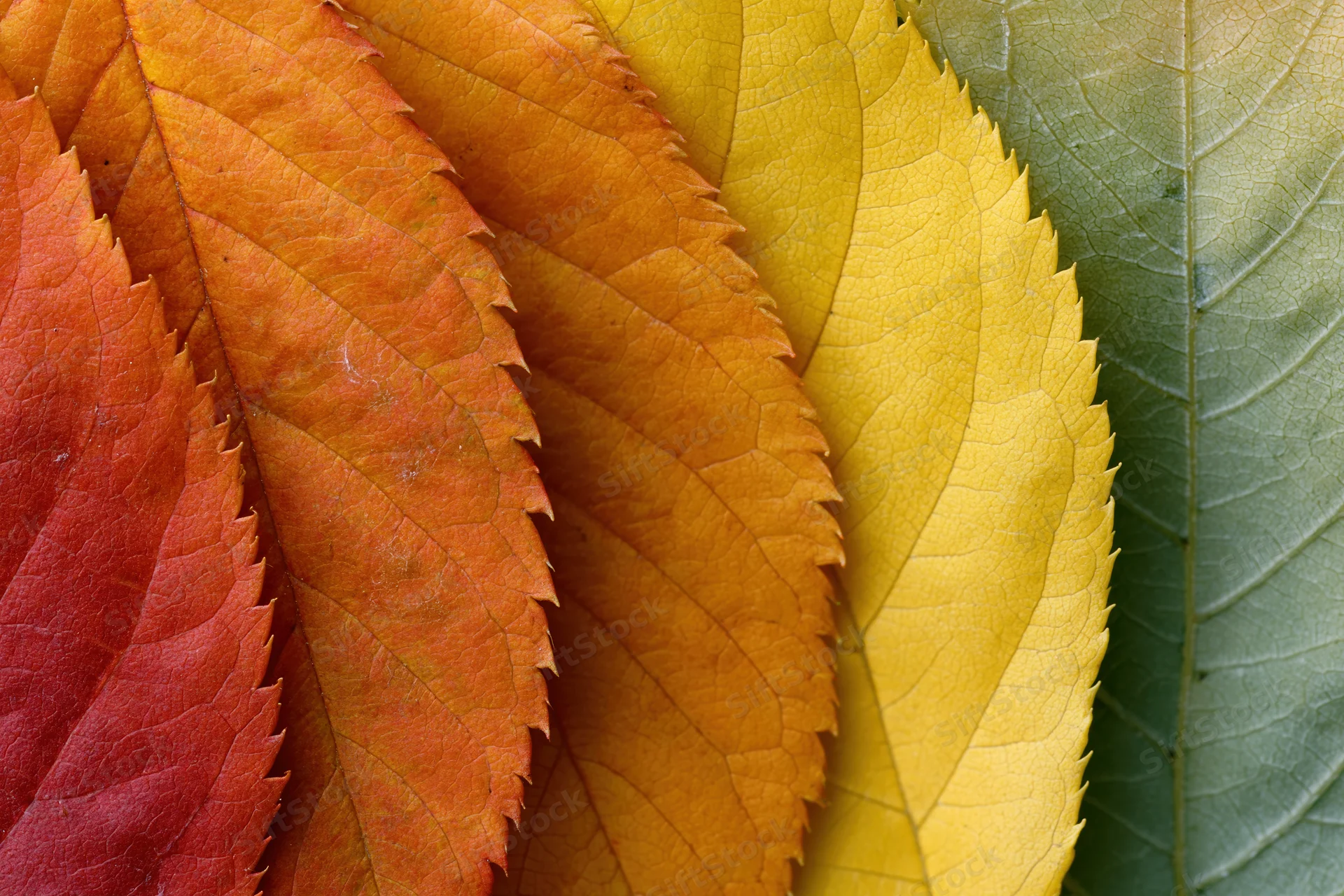 Autumn leaves arranged in overlapping fan pattern on flat surface