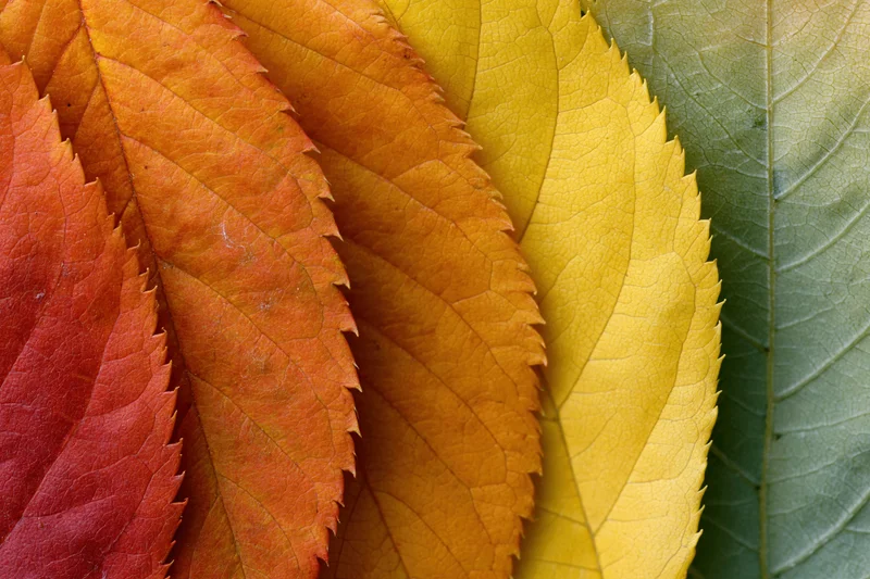 Autumn leaves arranged in overlapping fan pattern on flat surface
