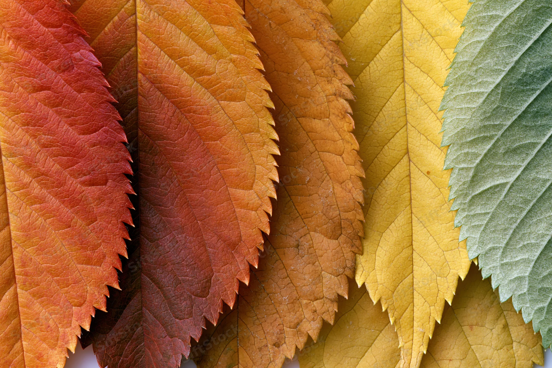 Autumn leaves arranged in overlapping fan pattern on white background