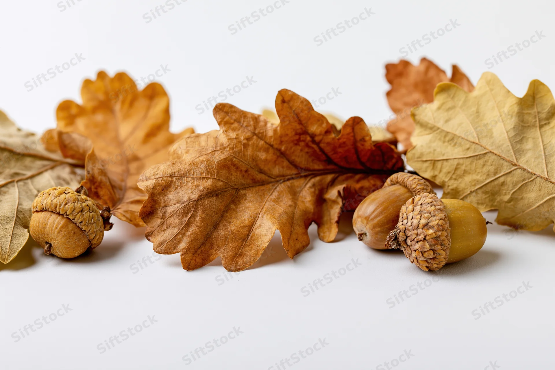 Dried oak leaves and acorns arranged loosely on a white surface