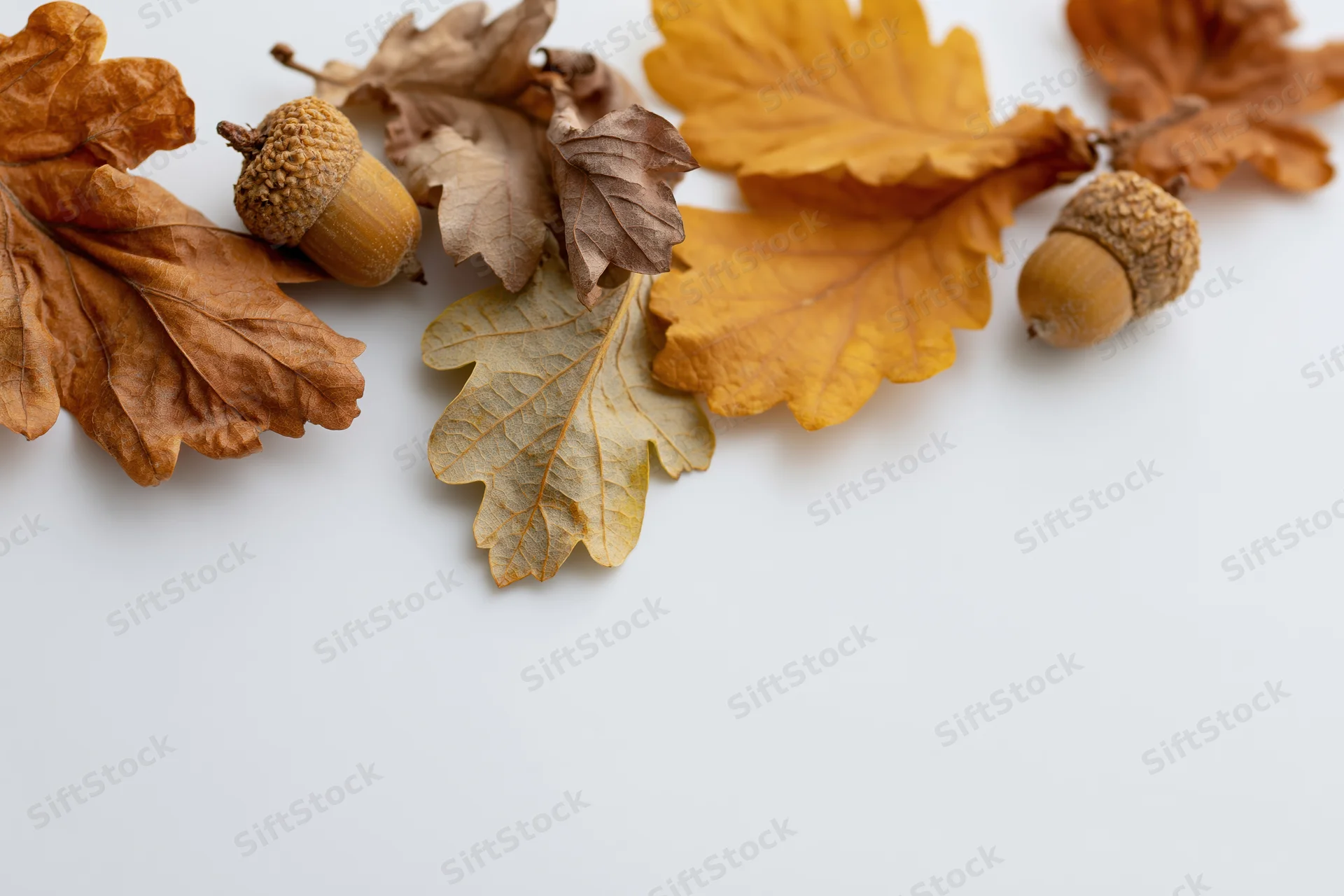 Dried oak leaves and acorns arranged loosely along the top edge of a white surface with copyspace below