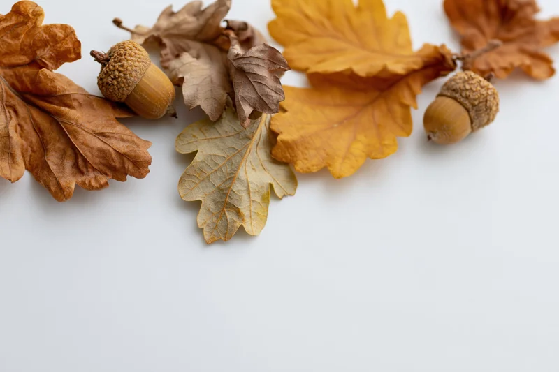 Dried oak leaves and acorns arranged loosely along the top edge of a white surface with copyspace below
