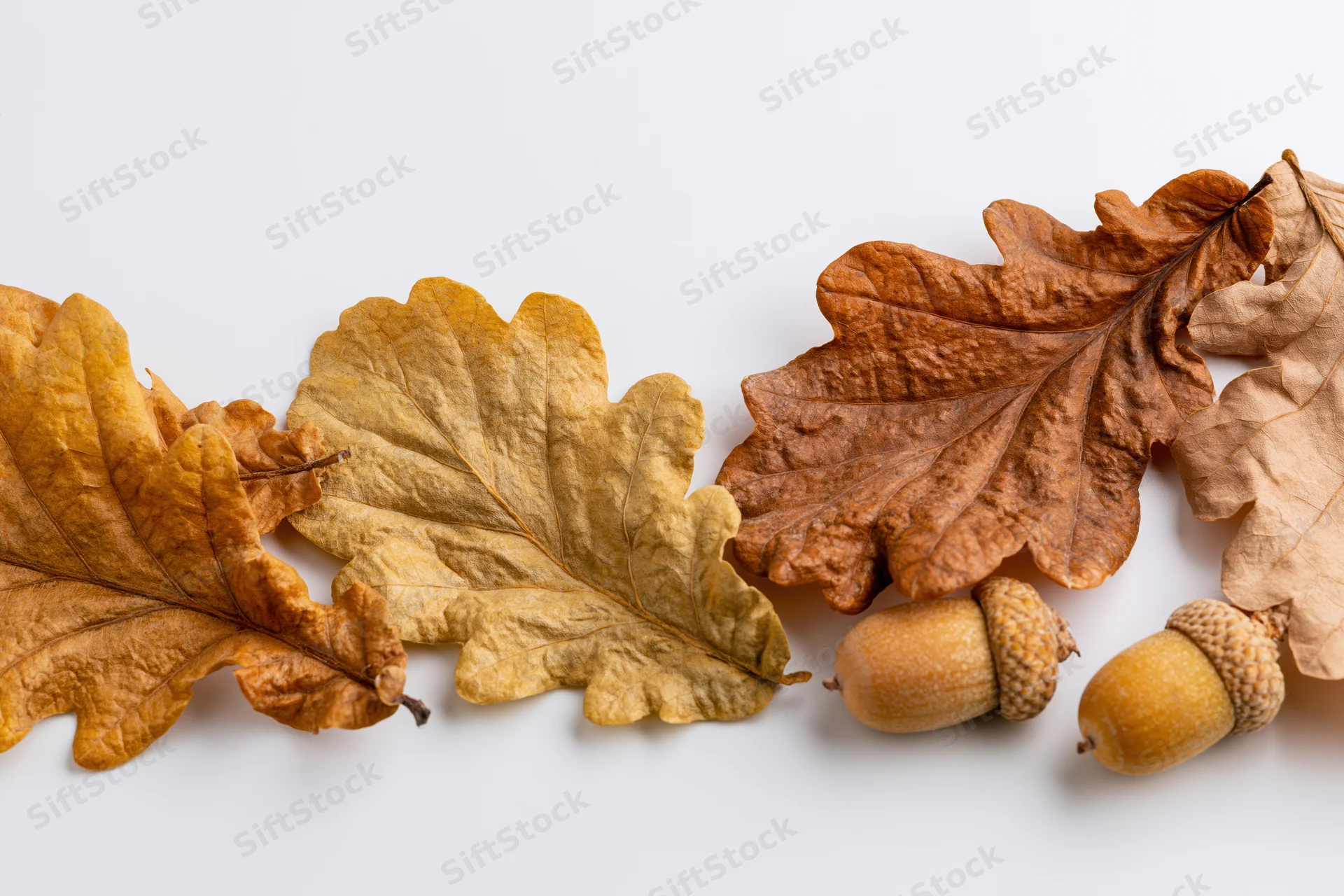 Dried oak leaves and acorns arranged in a loose row on a white surface