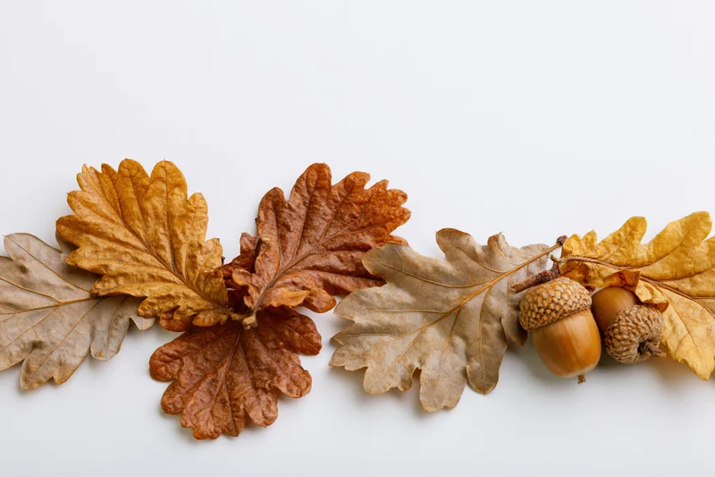 Dried oak leaves and acorns arranged in a loose row on a white surface