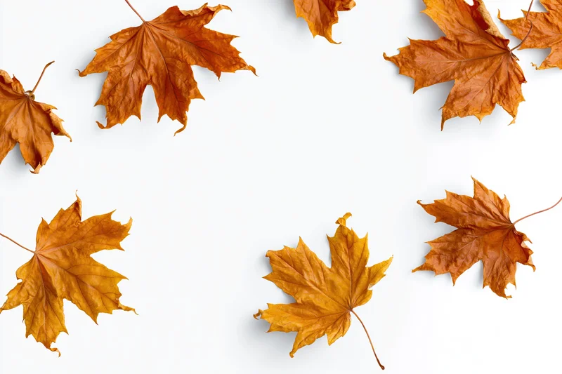 Dry maple leaves scattered and tumbling midair on white background