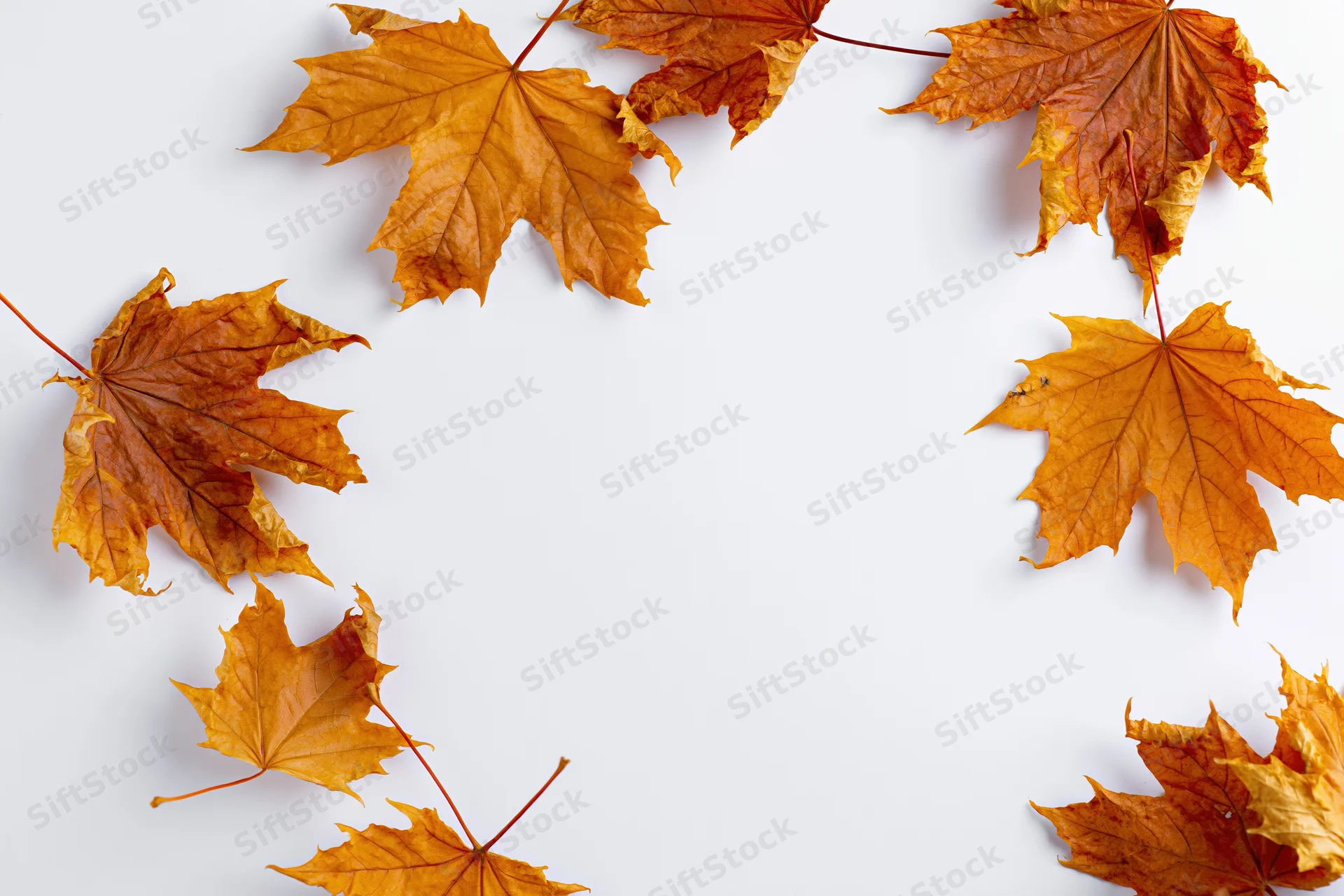 Dry autumn maple leaves arranged in a frame on white background with copyspace