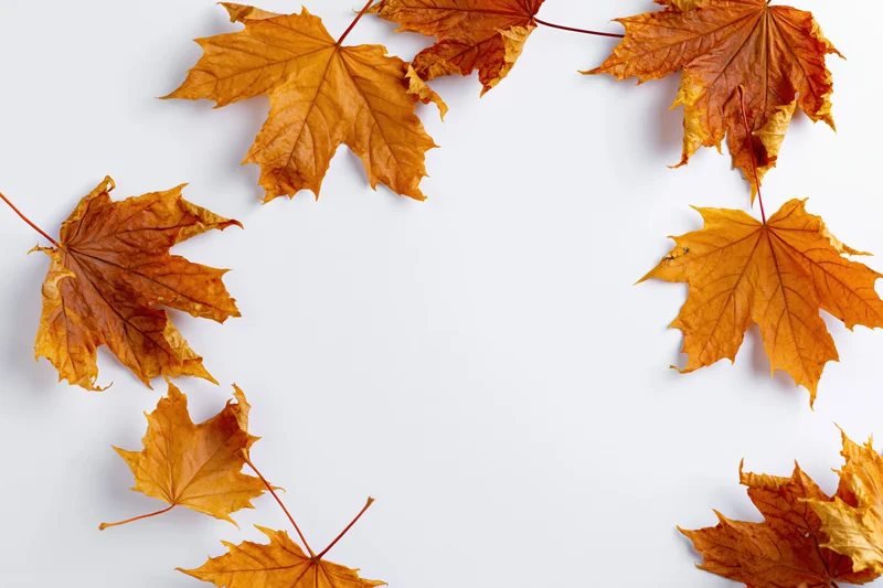 Dry autumn maple leaves arranged in a frame on white background with copyspace