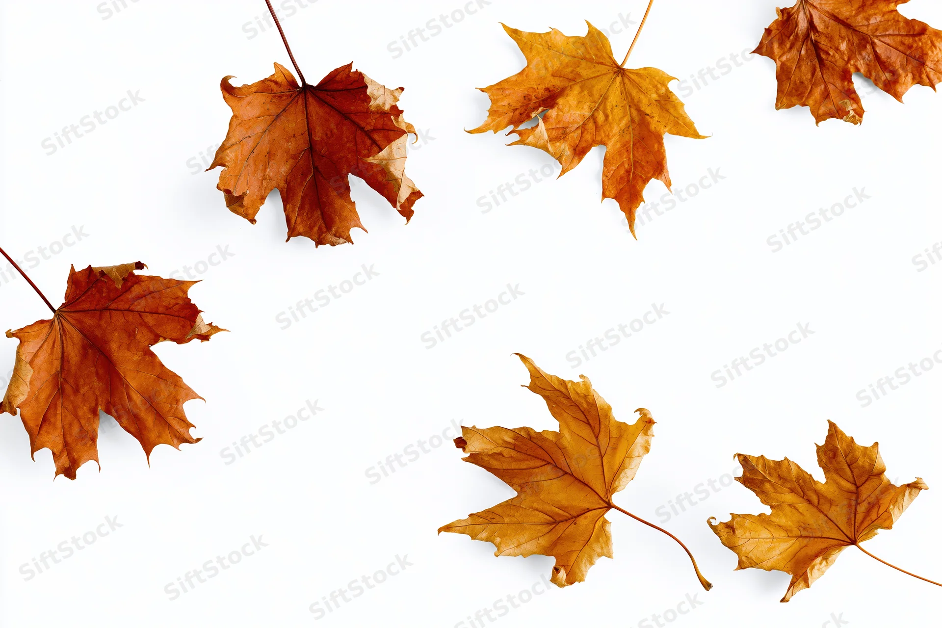 Dry autumn maple leaves scattered and tumbling midair against white background