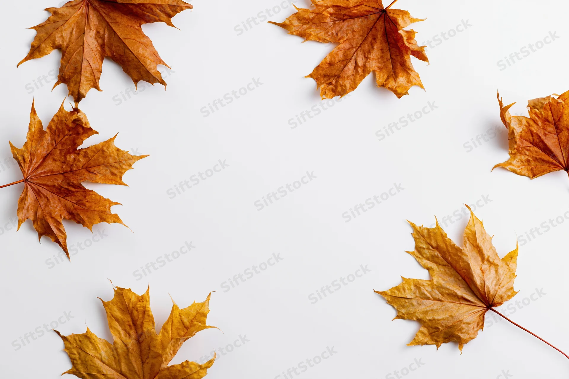Dry autumn maple leaves scattered on white surface forming border with copyspace