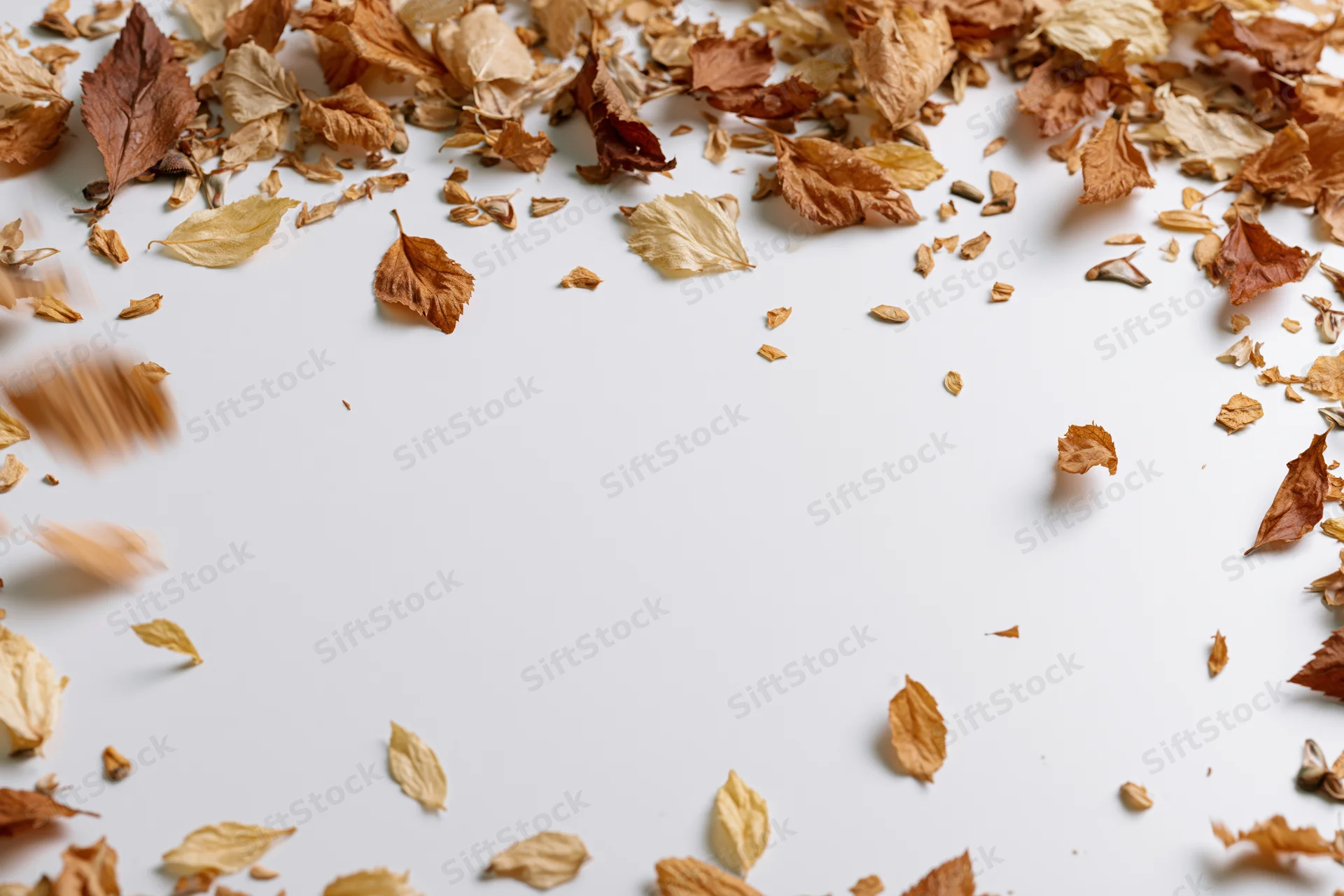 Dry autumn leaves and seeds scattered and falling to form a frame on a white background