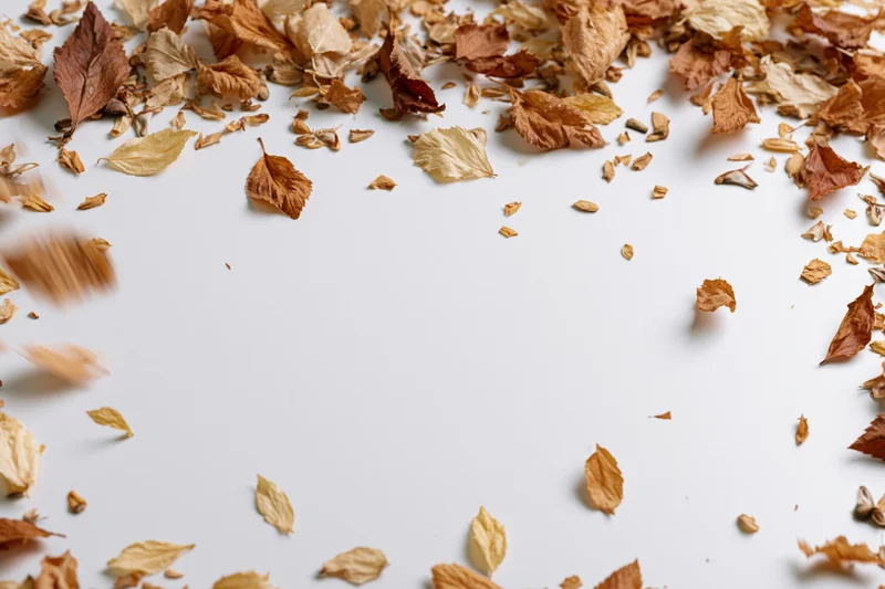 Dry autumn leaves and seeds scattered and falling to form a frame on a white background