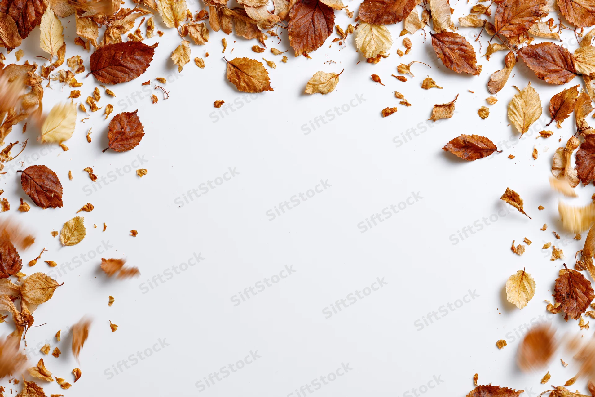 Dry autumn leaves and seeds scattered and falling forming a frame on white background