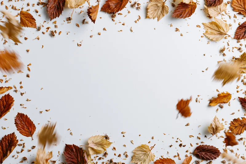 Dry autumn leaves and seeds scattered and falling to form a frame on white background