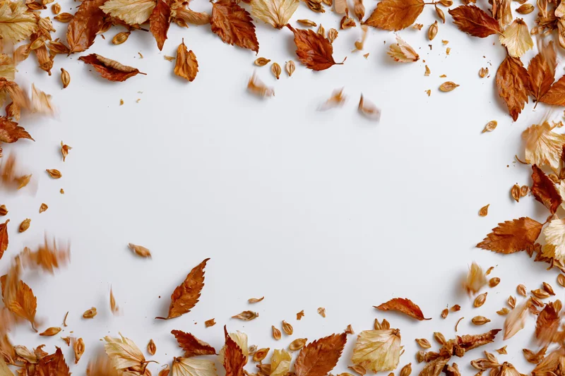 Dry autumn leaves and seeds scattered and falling in a frame on white background
