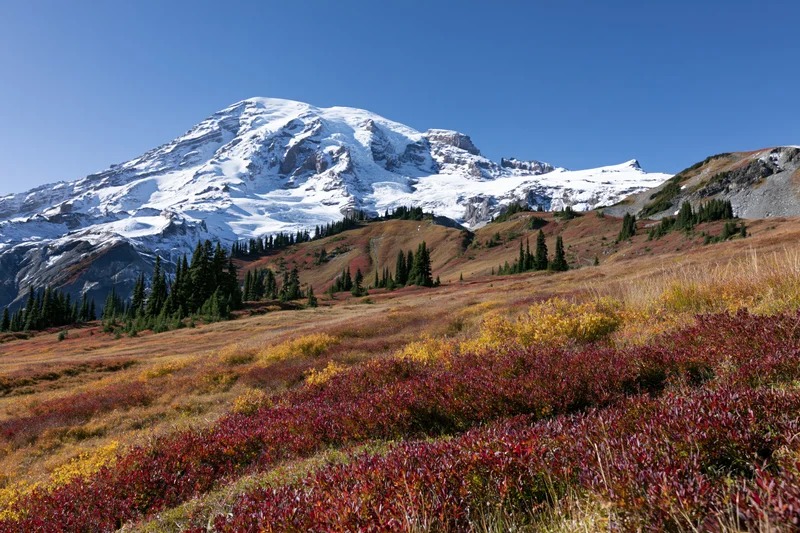 Snow-capped volcanic mountain rising above a subalpine meadow in autumn with colorful foliage and evergreen trees under a clear blue sky