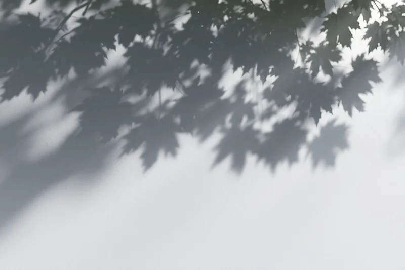 Dappled shadows of maple leaves cast across a plain white wall