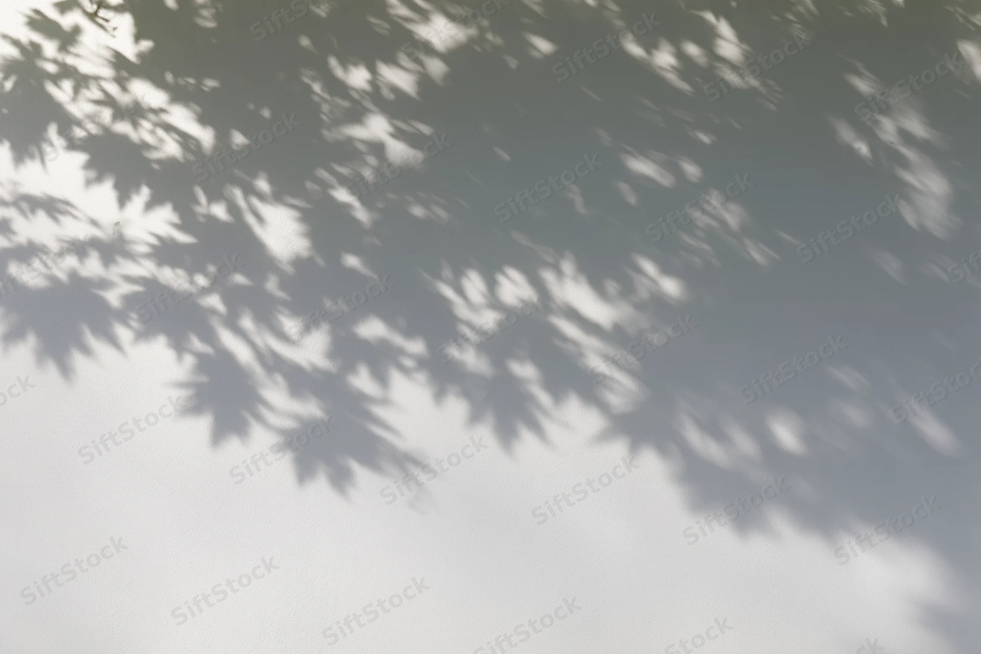 Dappled shadows of maple leaves cast across a plain white surface