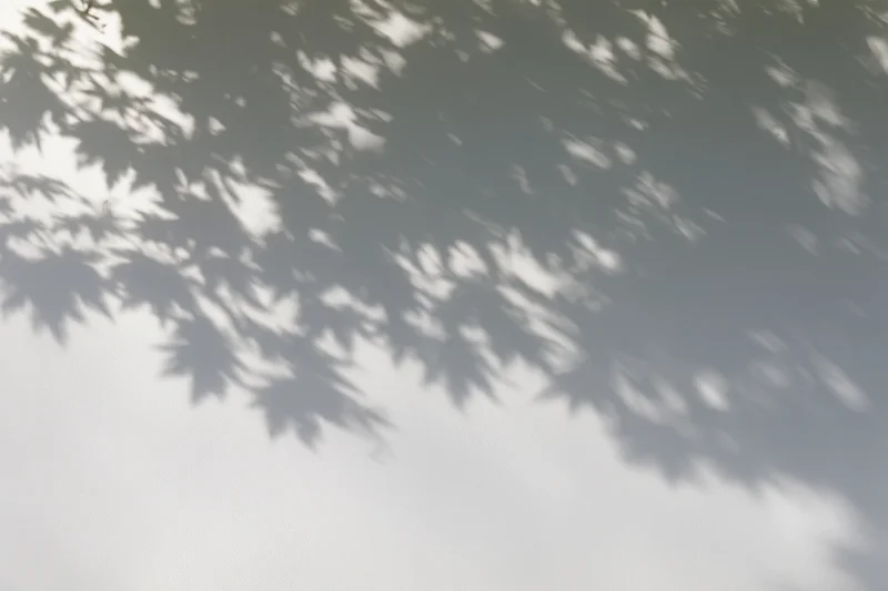 Soft dappled shadows of maple leaves across a white wall