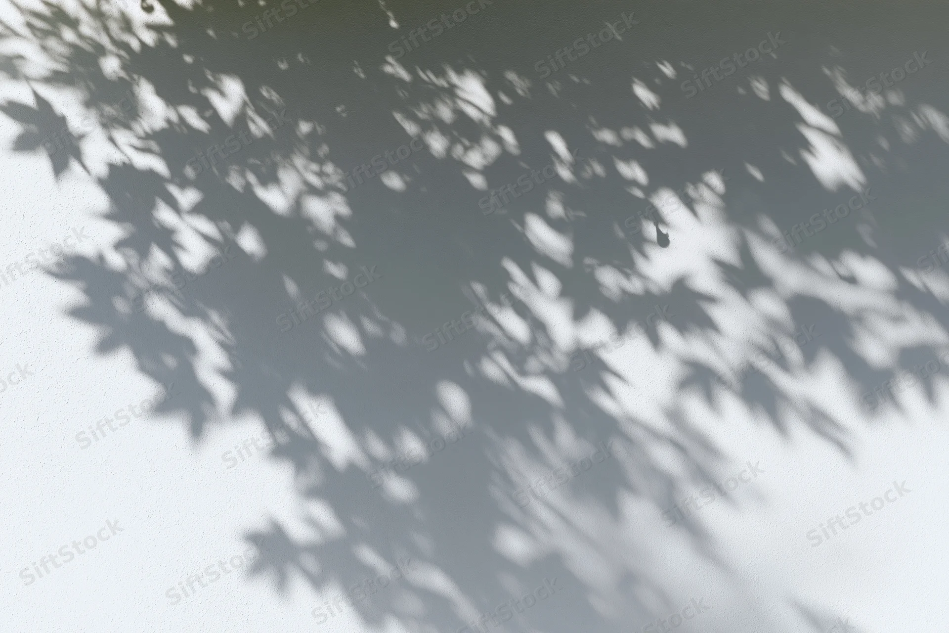 Dappled shadows of maple leaves cast across a plain white wall