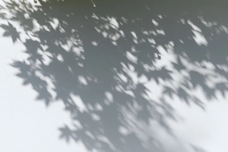 Dappled shadows of maple leaves cast across a plain white wall