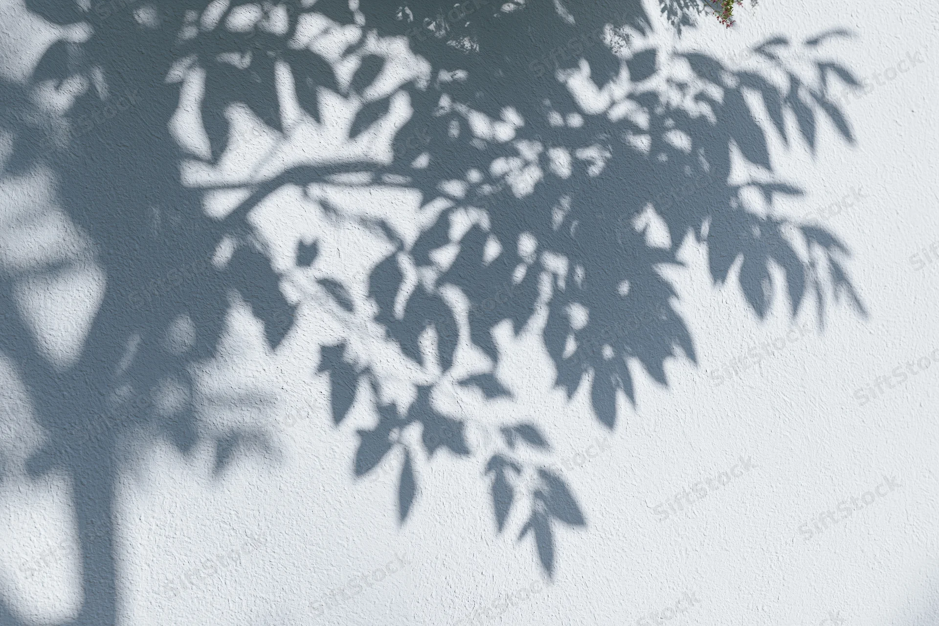 Soft shadow of leafy tree branches cast across a plain white wall