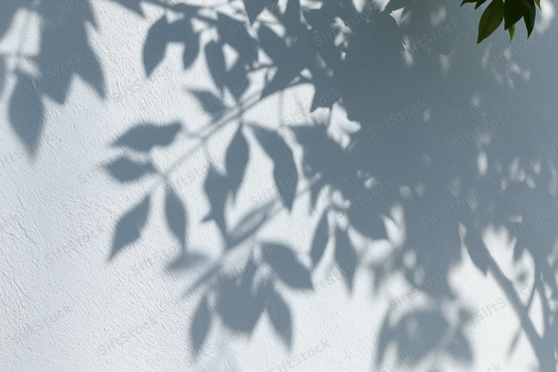 Soft shadows of tree leaves cast across a white wall