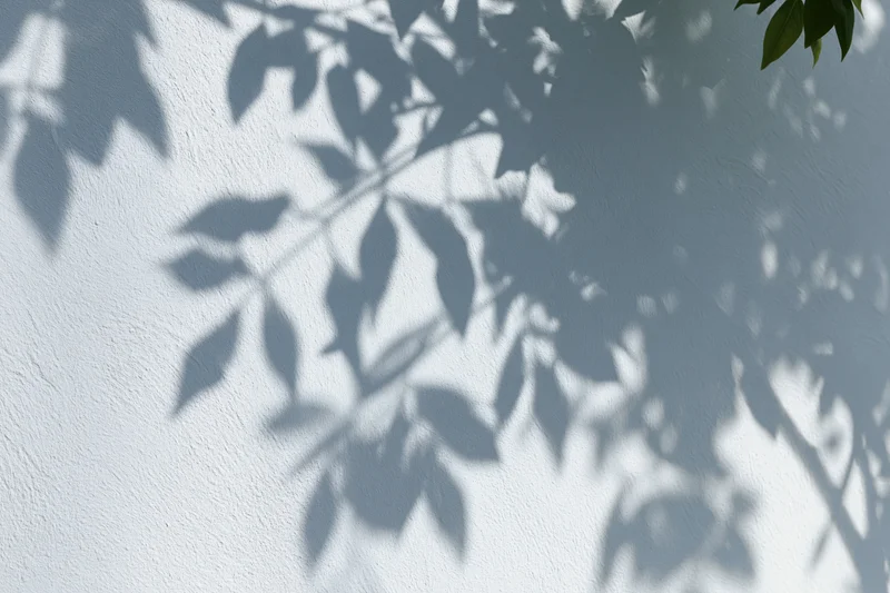 Soft shadows of tree leaves cast across a white wall