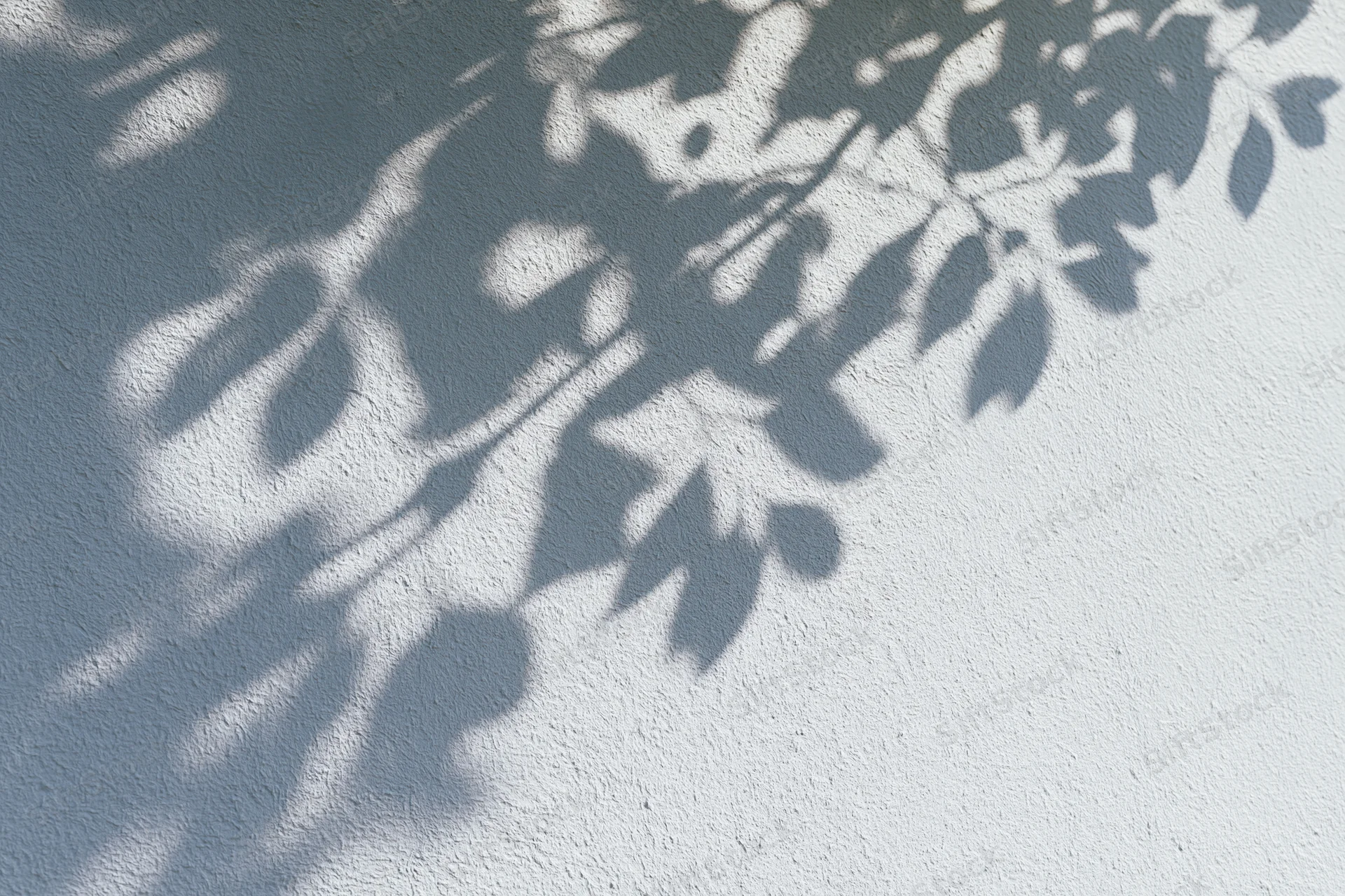 Soft shadows of tree branches and leaves cast across a white textured wall