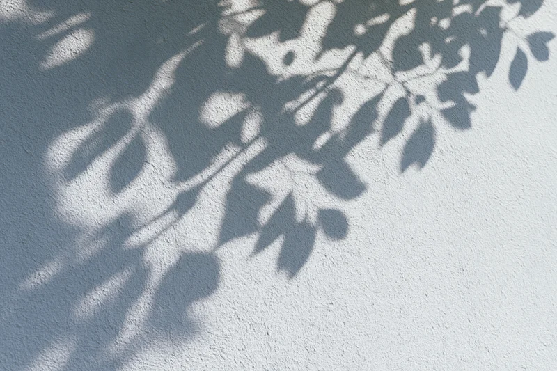 Soft shadows of tree branches and leaves cast across a white textured wall