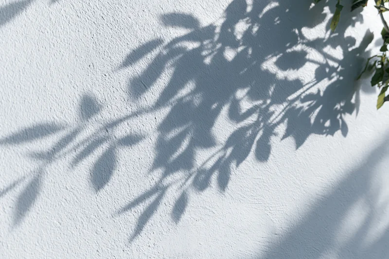 Soft shadows of leafy tree branches cast across a plain white wall