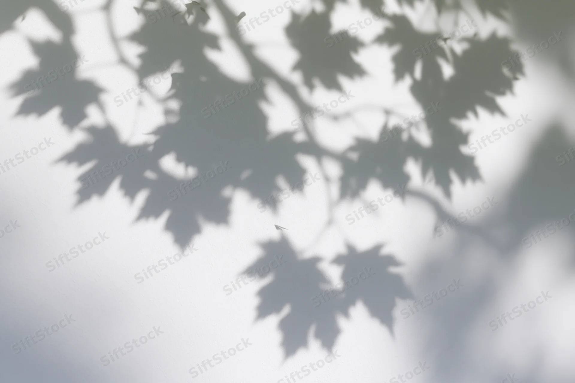 Soft shadows of maple leaves and branches cast onto a plain white surface