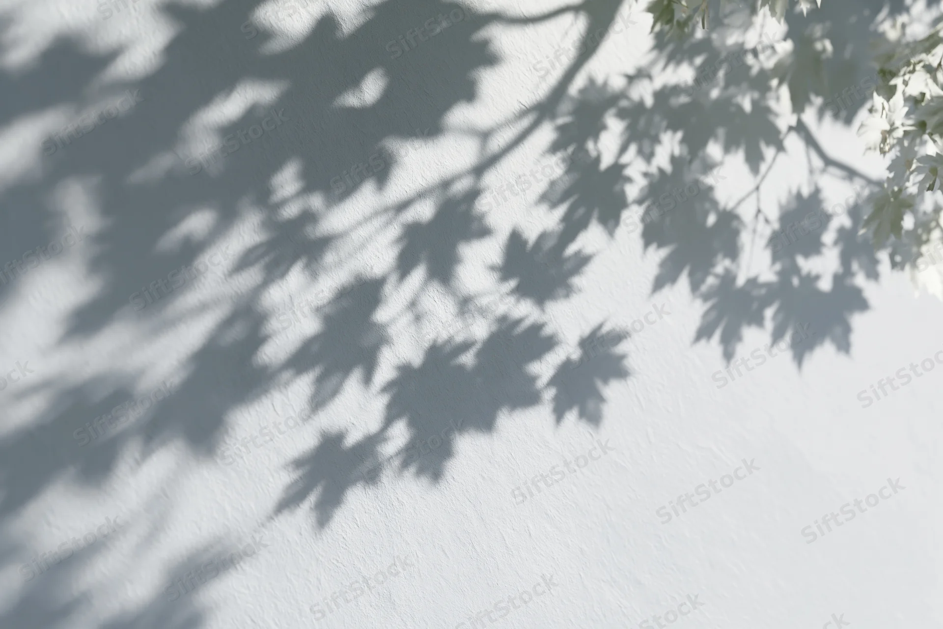Maple leaves casting soft shadows on a white textured wall