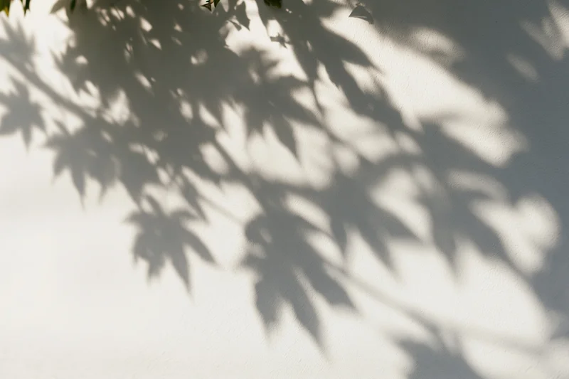 Soft shadows of maple leaves and branches cast onto a white wall