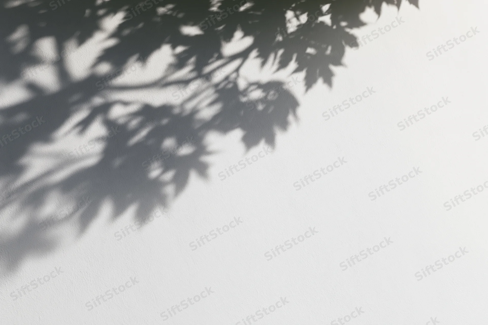 Soft shadow of maple leaves and branches cast on a plain white wall