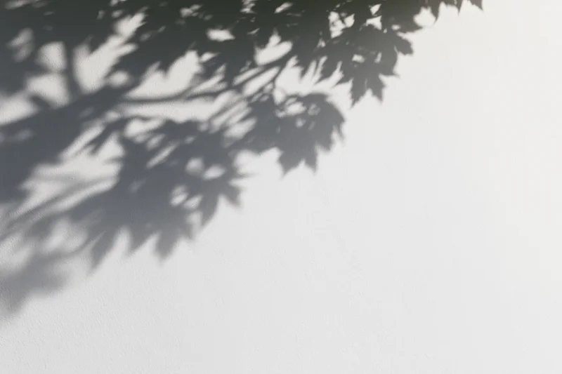 Soft shadow of maple leaves and branches cast on a plain white wall