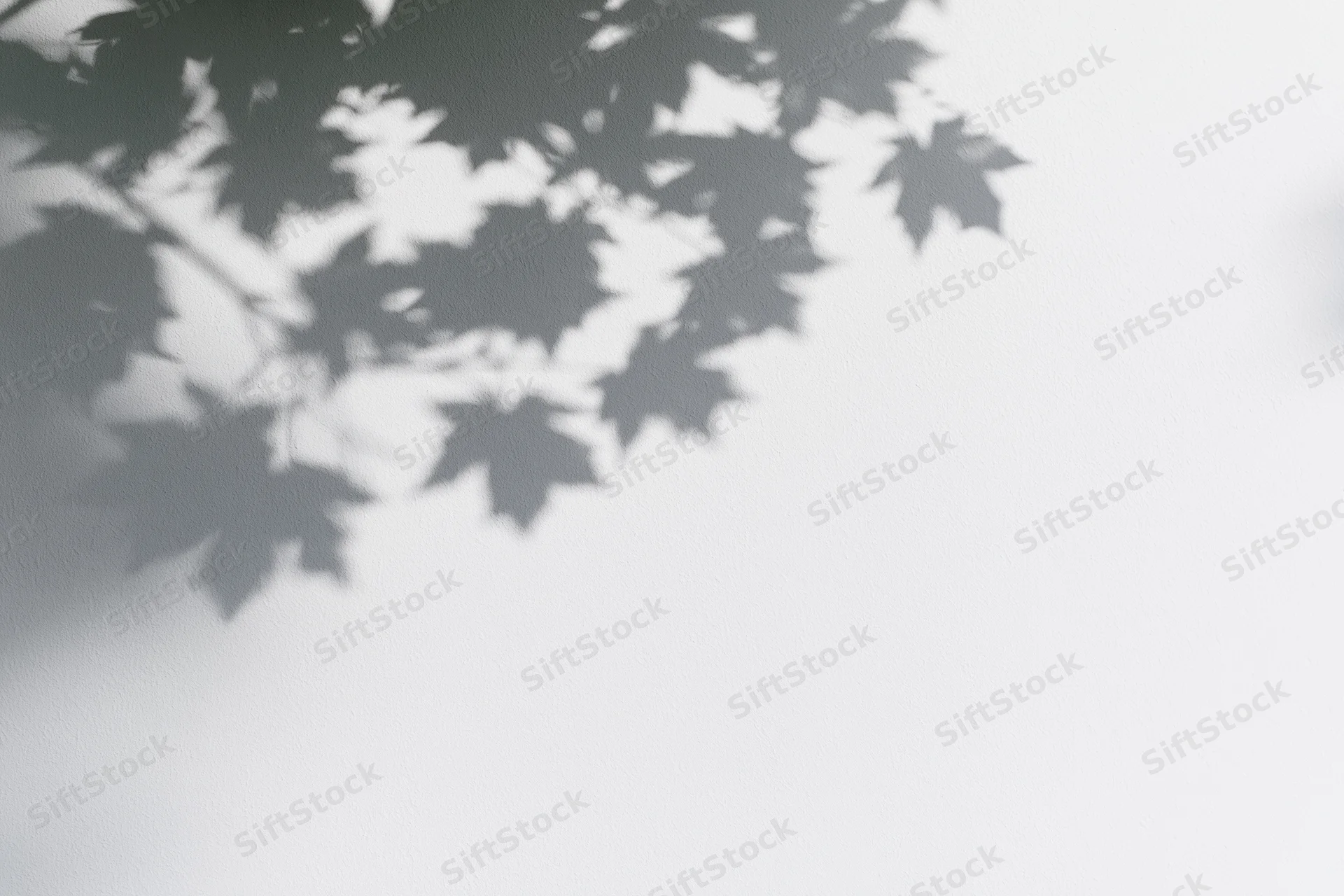 Soft shadows of maple leaves and branches cast onto a plain white wall